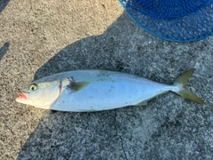 イナダの釣果