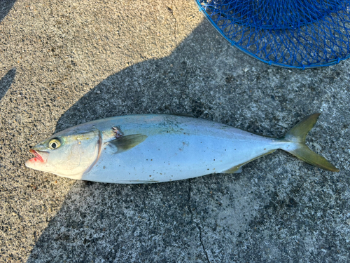 イナダの釣果