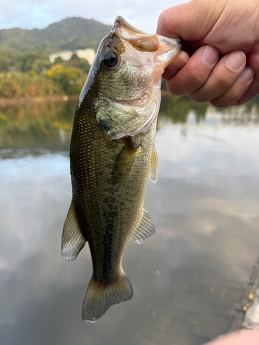 ラージマウスバスの釣果