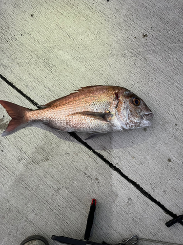 タイの釣果