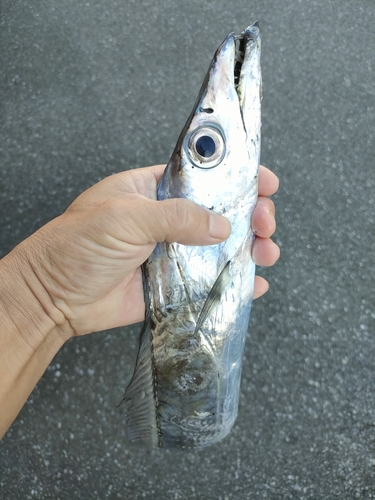 タチウオの釣果