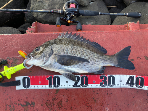 チヌの釣果