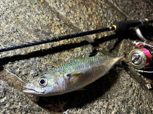 サバの釣果