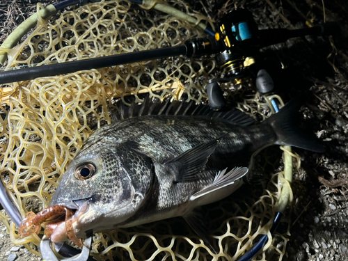 チヌの釣果