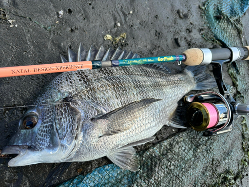 江戸川下流