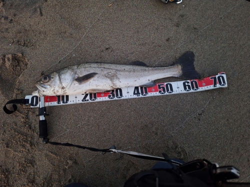 セッパ（マルスズキ）の釣果