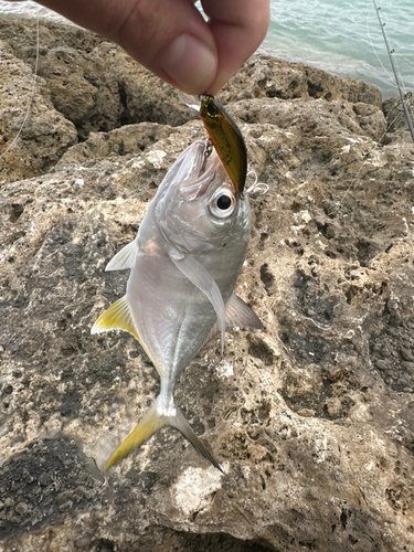 メッキの釣果