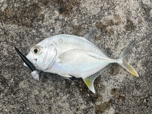 メッキの釣果