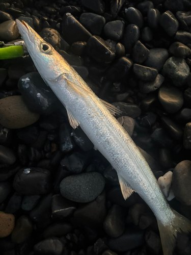 アカカマスの釣果