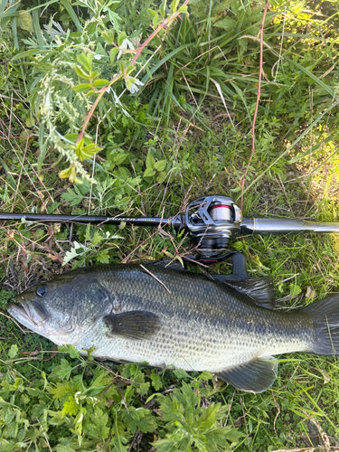 ブラックバスの釣果