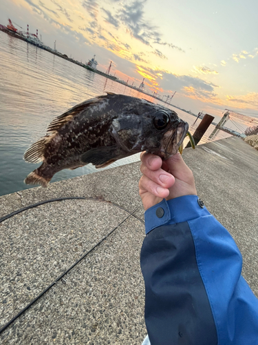 クロソイの釣果