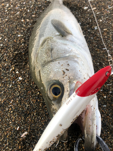 スズキの釣果