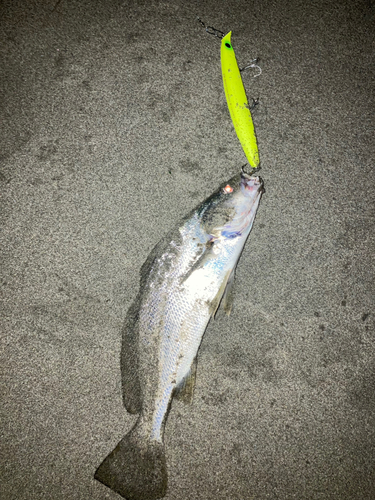 ニベの釣果