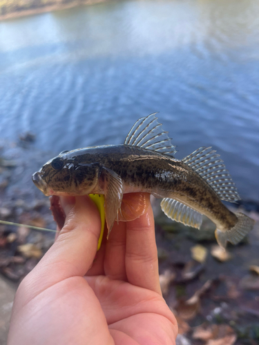 ハゼの釣果