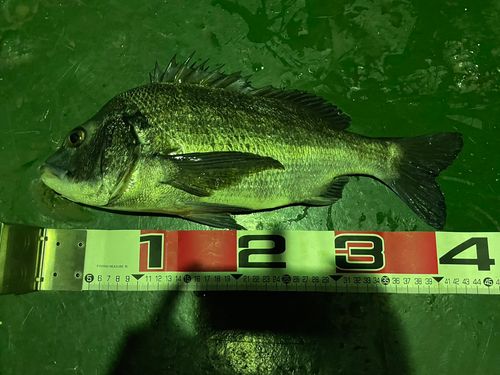 クロダイの釣果