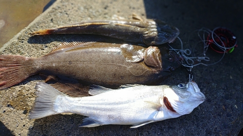 セイゴ（ヒラスズキ）の釣果