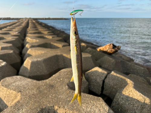 カマスの釣果