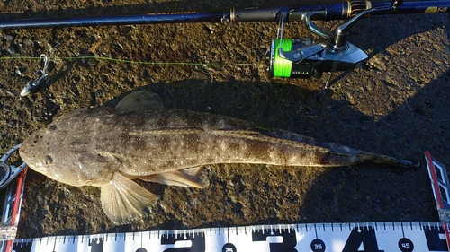 マゴチの釣果