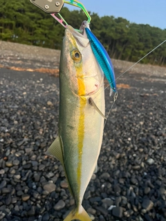 ワカシの釣果