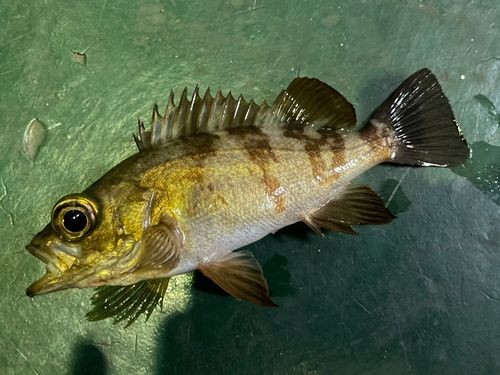 メバルの釣果