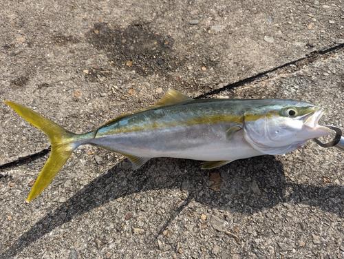 ハマチの釣果