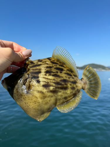 カワハギの釣果