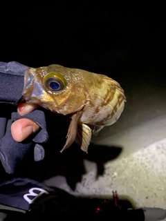 クロメバルの釣果