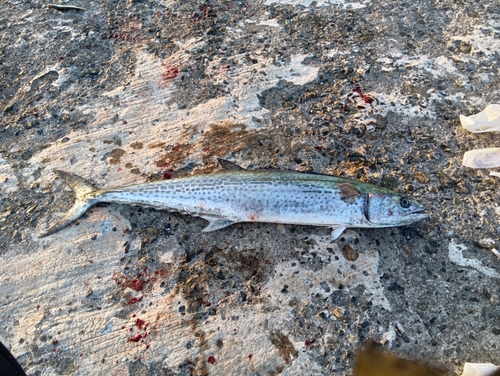 サゴシの釣果