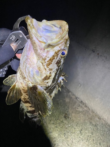 ベッコウゾイの釣果