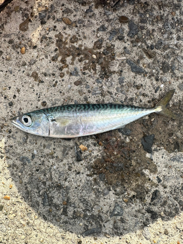 サバの釣果