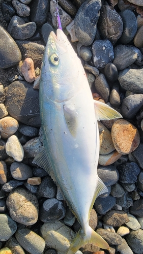 イナダの釣果