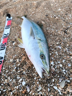 メジロの釣果