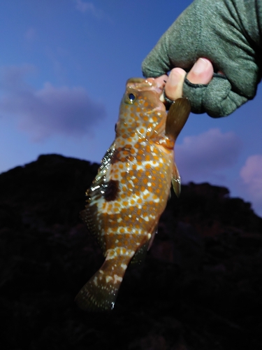 キジハタの釣果