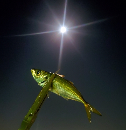 マアジの釣果