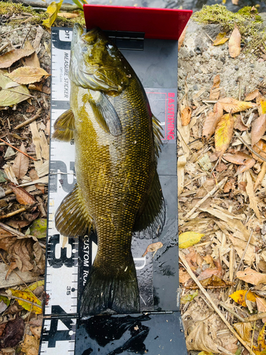 スモールマウスバスの釣果