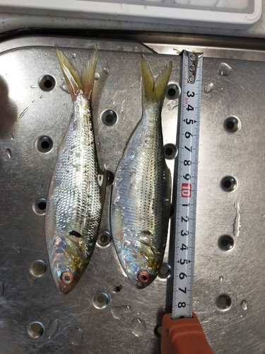 コノシロの釣果