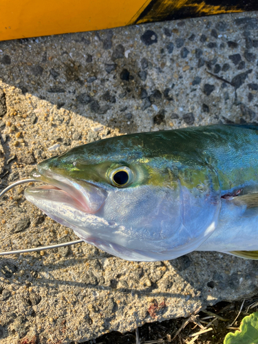 ツバスの釣果