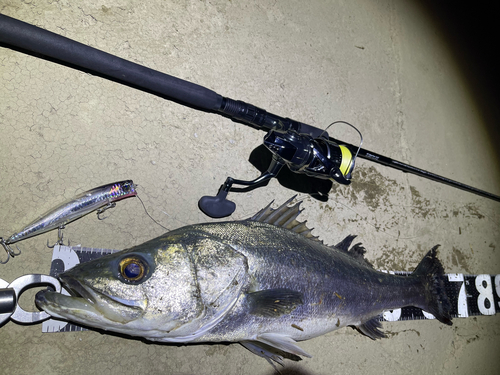 シーバスの釣果