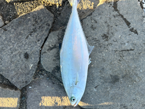 イケカツオの釣果