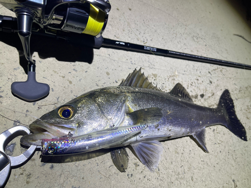 シーバスの釣果