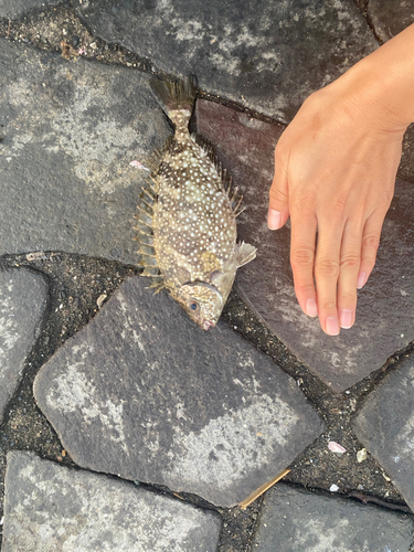 アイゴの釣果