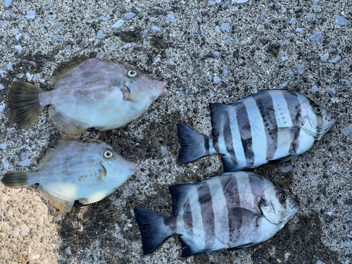 カワハギの釣果