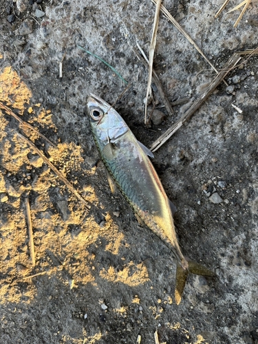 サバの釣果