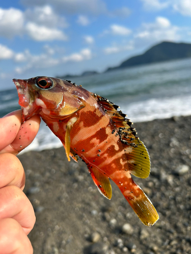 ハタの釣果