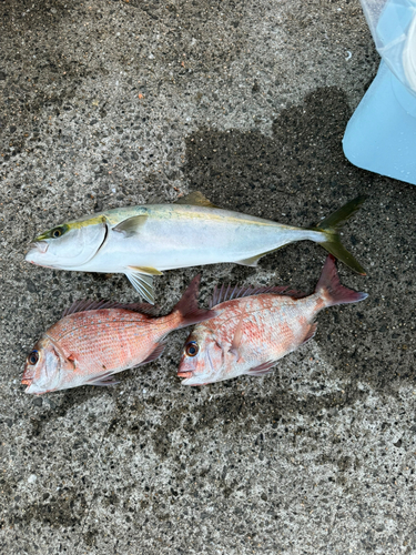 マダイの釣果