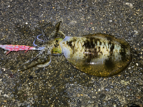 アオリイカの釣果