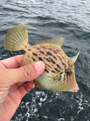 カワハギの釣果