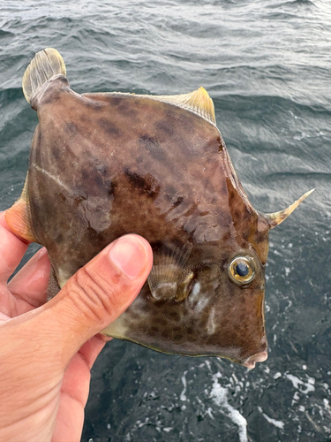 カワハギの釣果