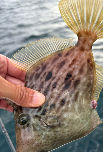 カワハギの釣果