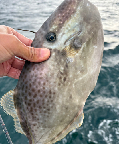 ウスバハギの釣果